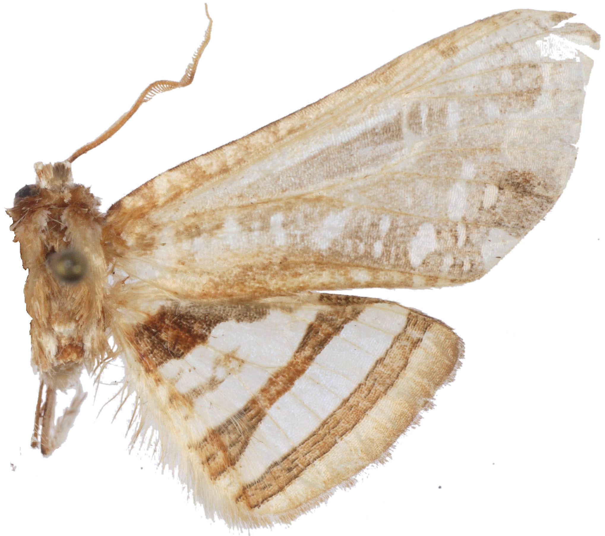Herdonia albiguttata Inoue