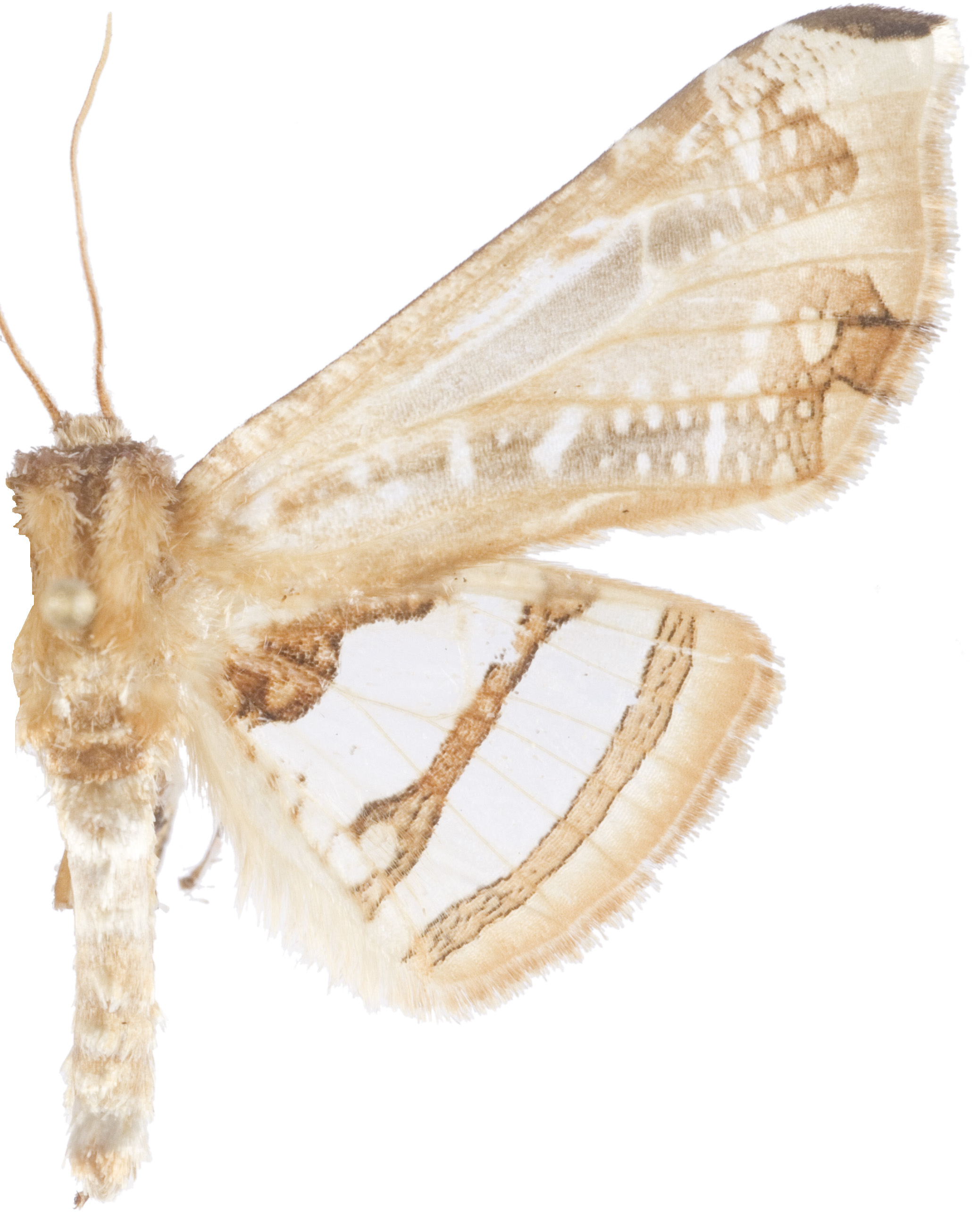 Herdonia apoensis Inoue