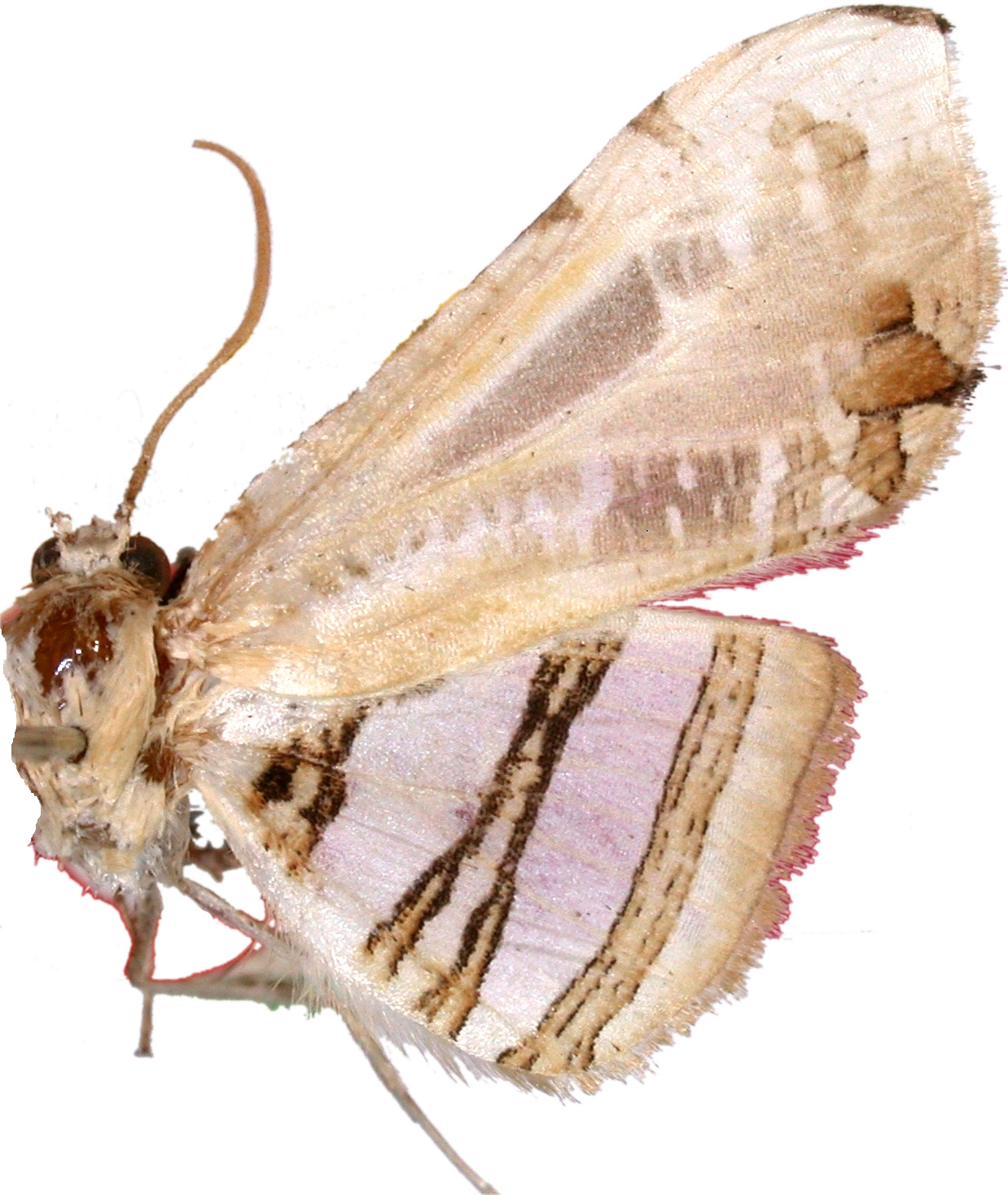 Herdonia approximata Inoue
