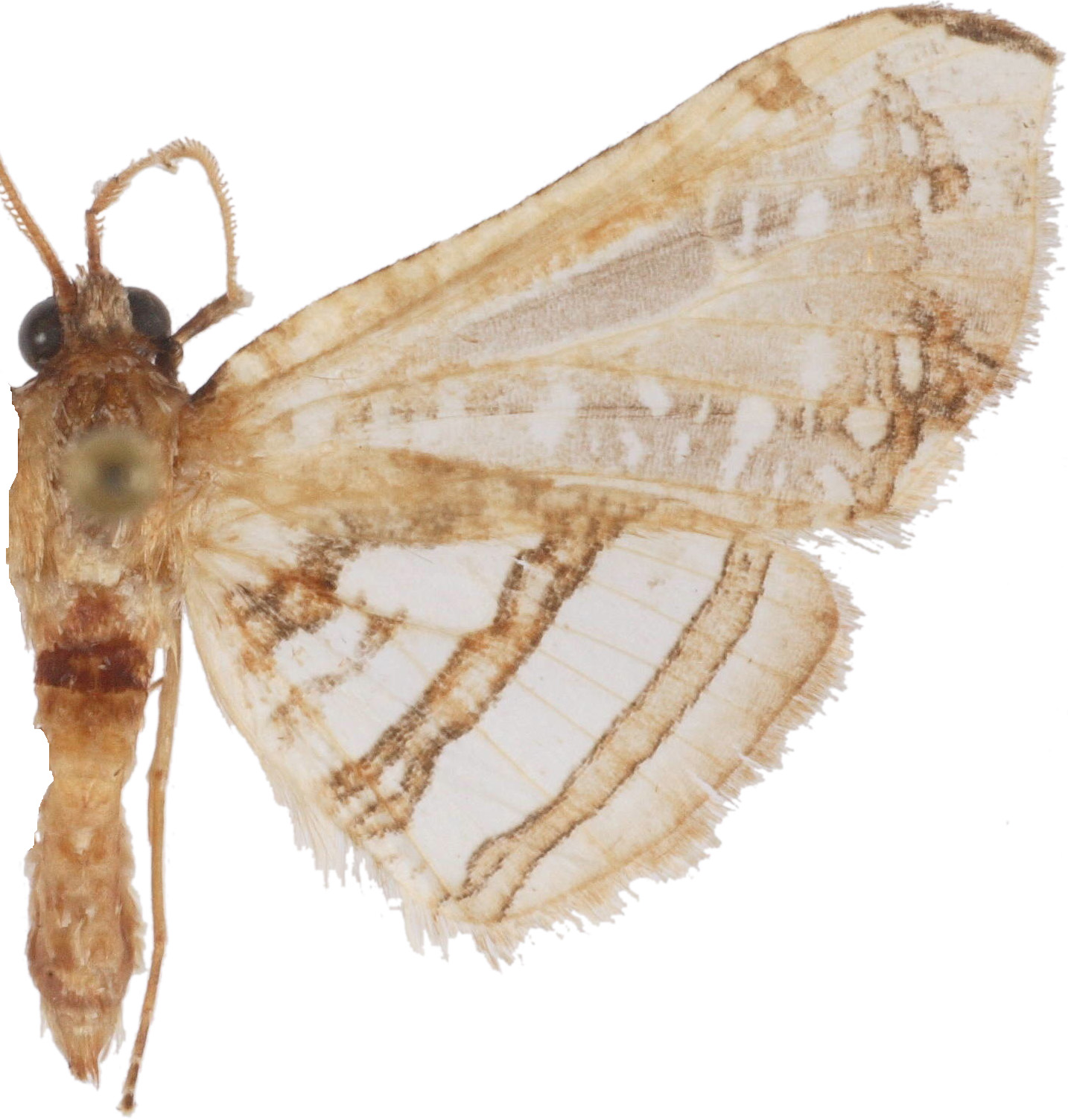 Herdonia brunneola Inoue