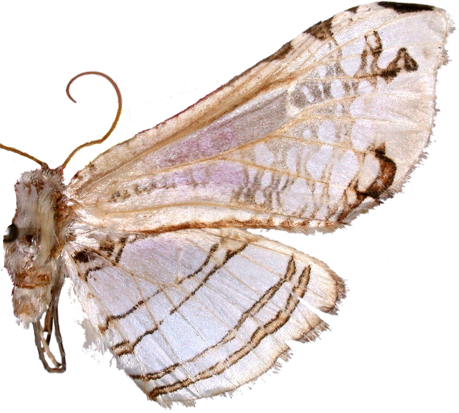 Herdonia celebensis Inoue