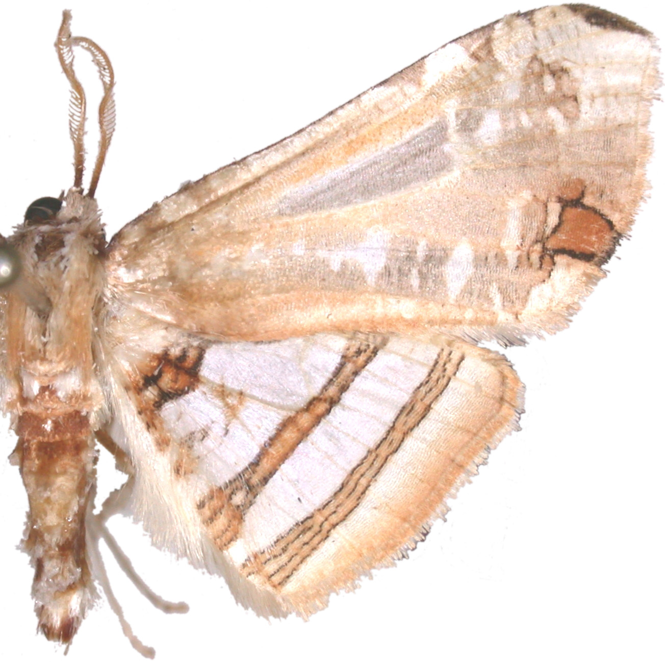 Herdonia deminuta Inoue