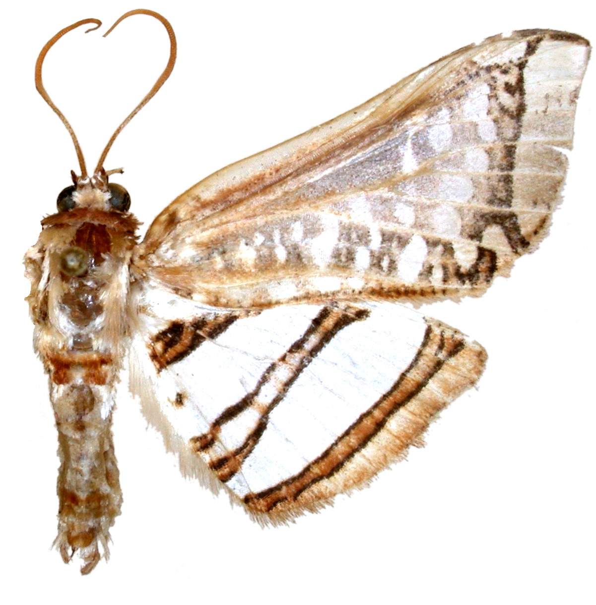 Herdonia erectilinea Inoue