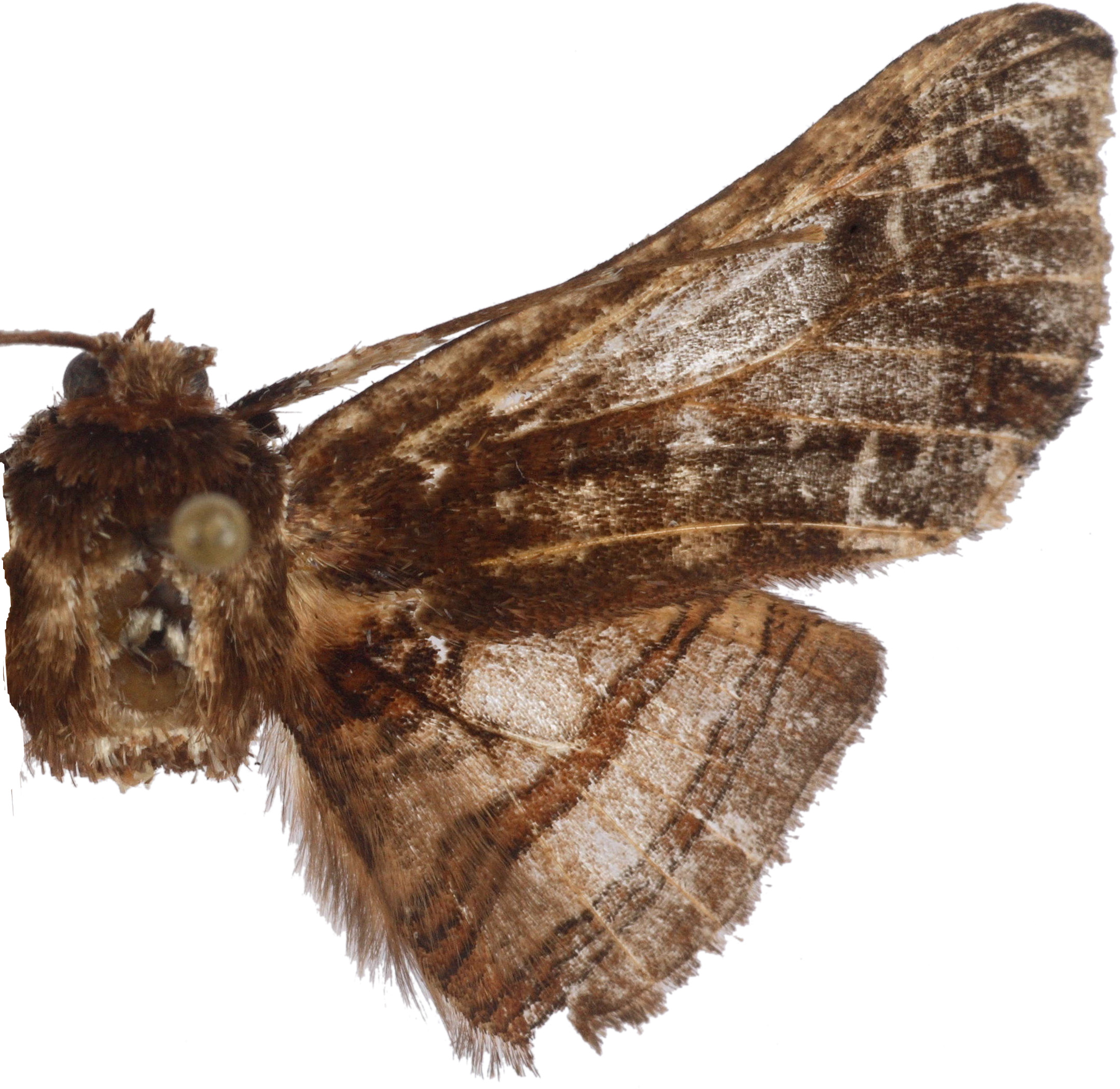 Herdonia fumosa Inoue