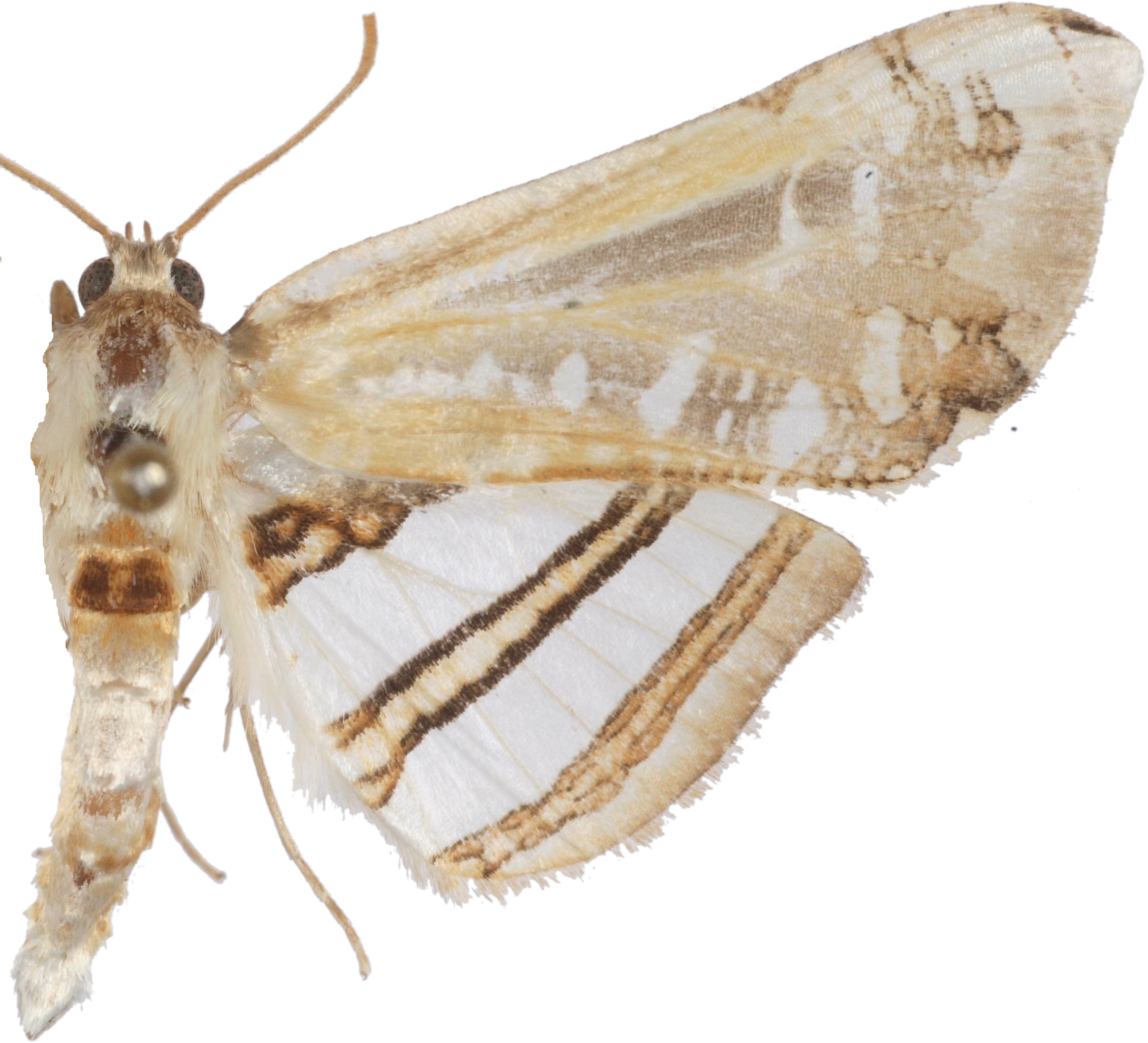 Herdonia gigantea Inoue