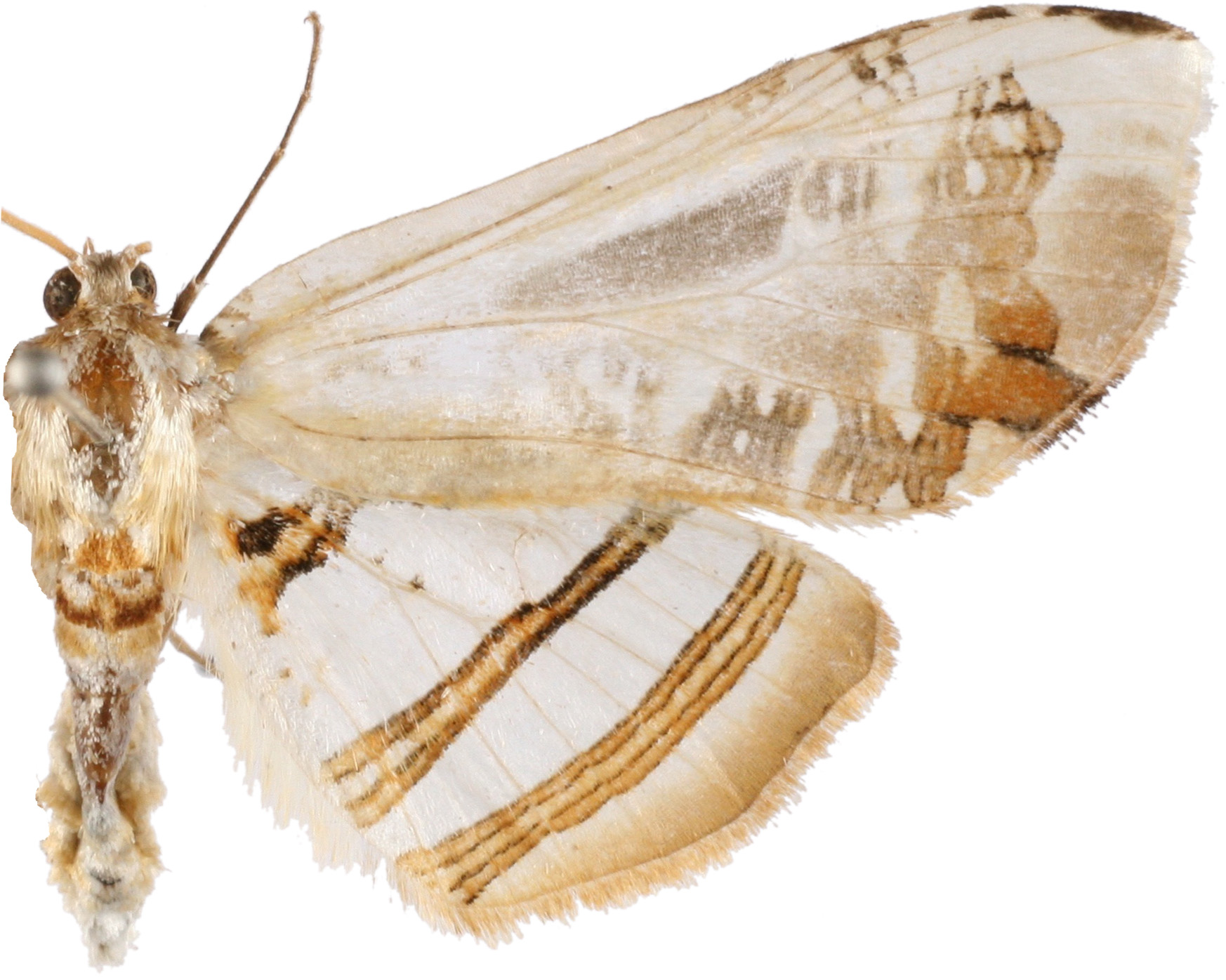 Herdonia incrassata Inoue