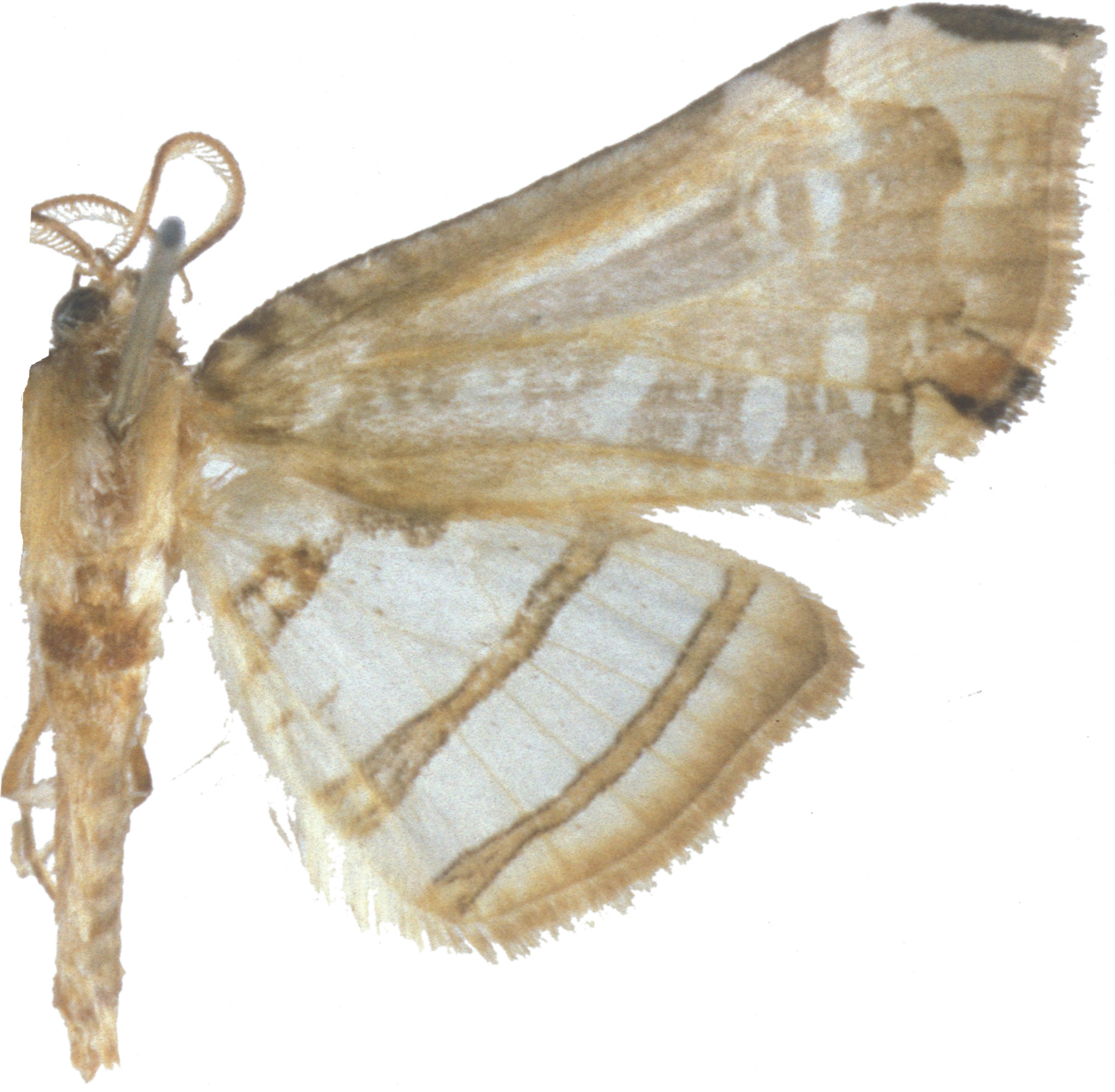 Herdonia margarodes Inoue