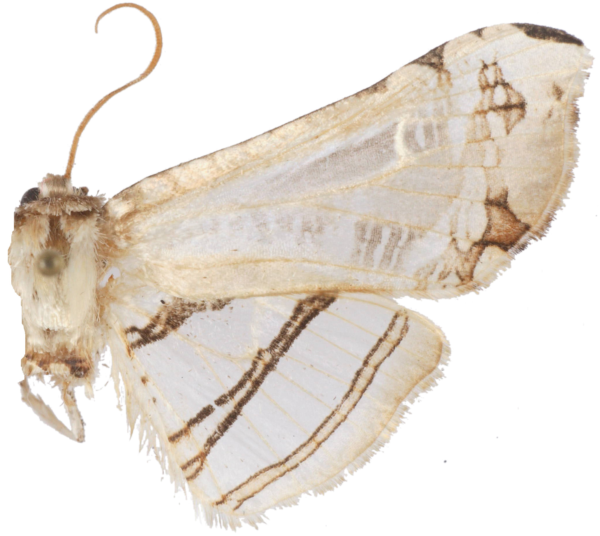 Herdonia notabilis Inoue