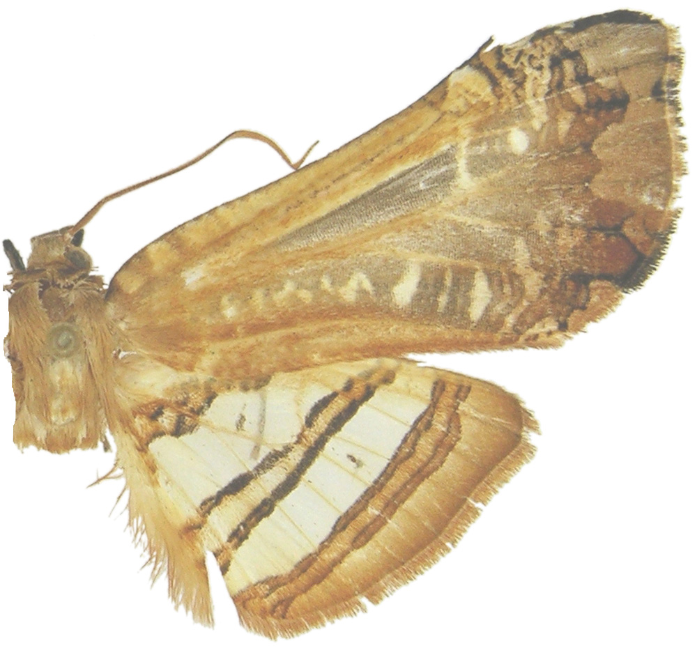 Herdonia ochracea Inoue