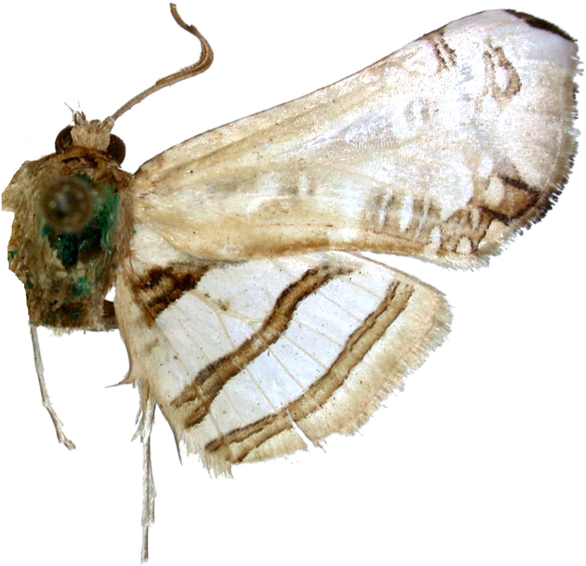 Herdonia osacesalis Walker