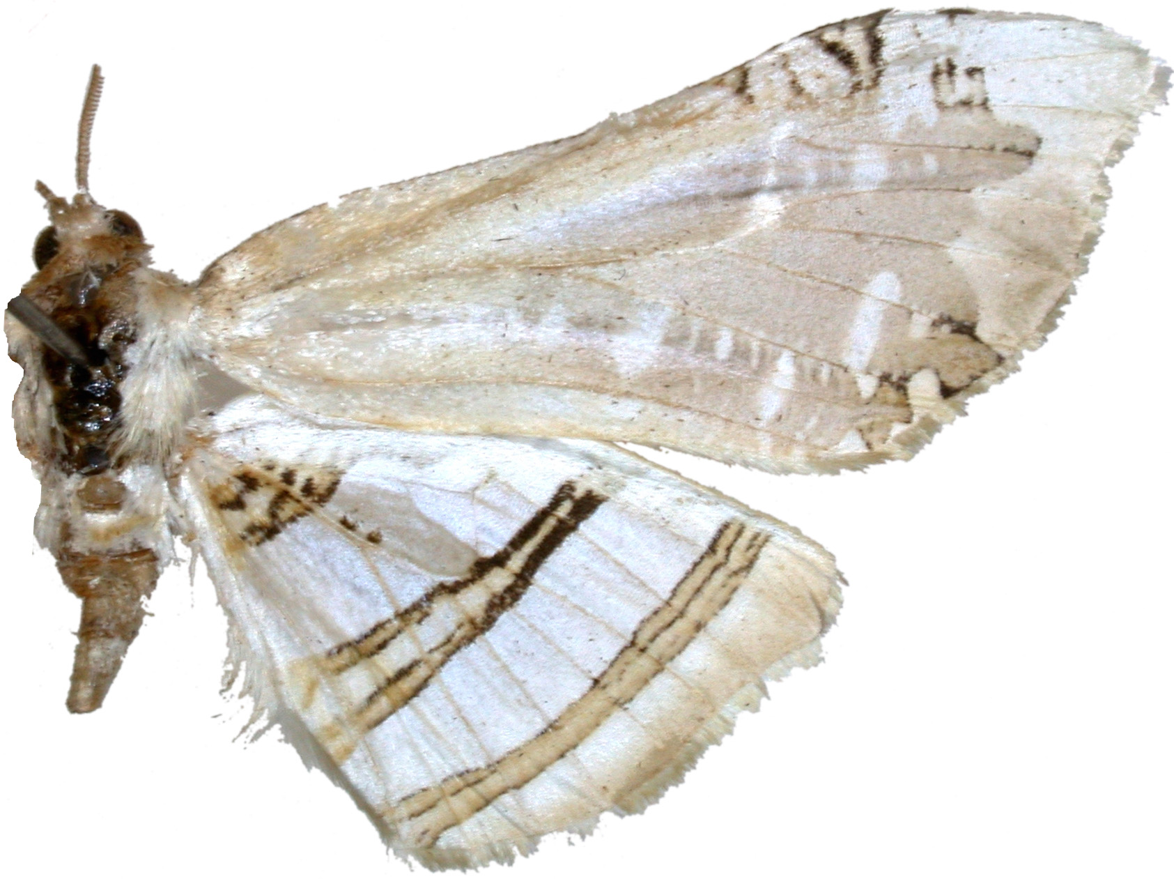 Herdonia osacesalis Walker specimen plate