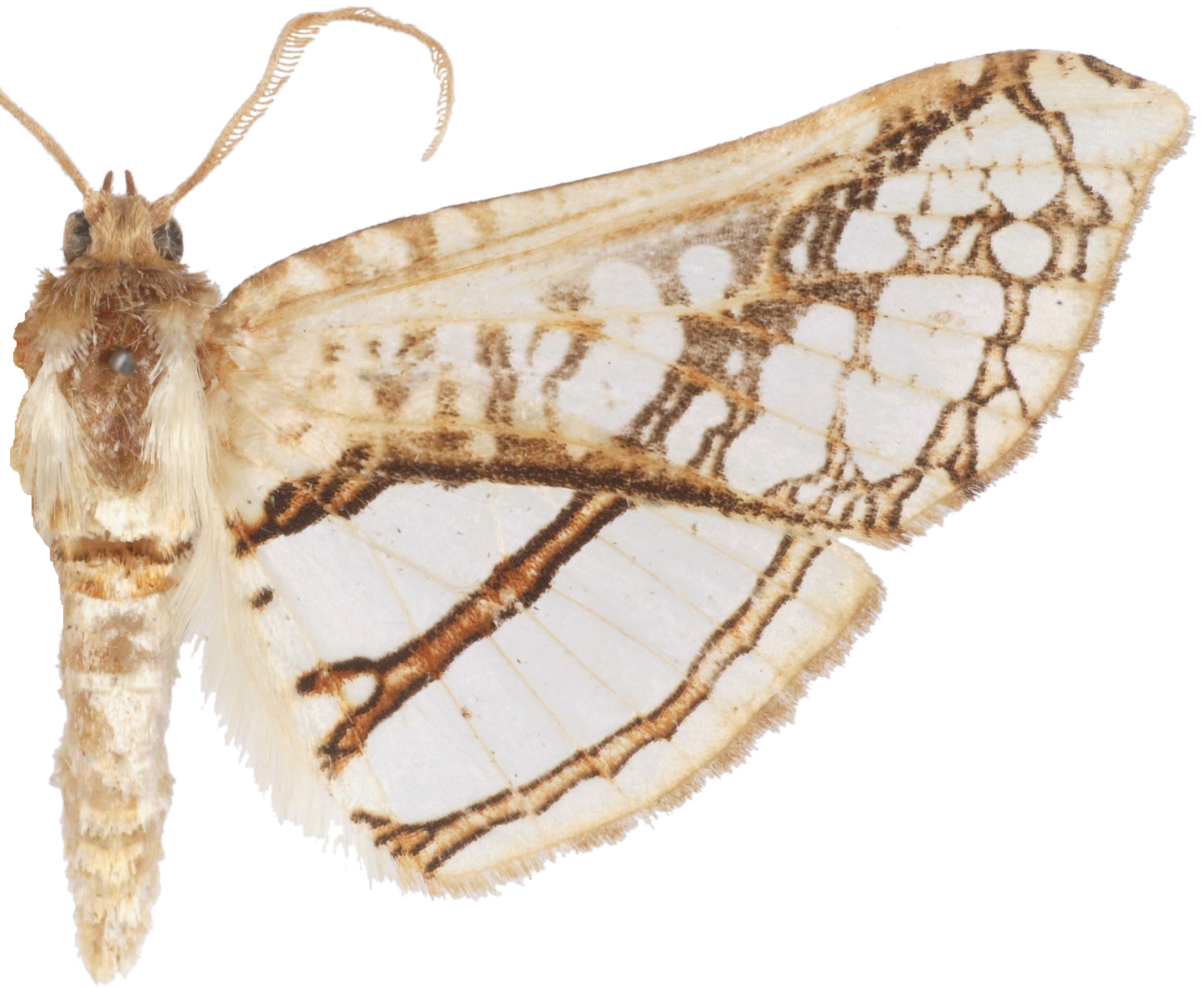 Herdonia pallescens Inoue