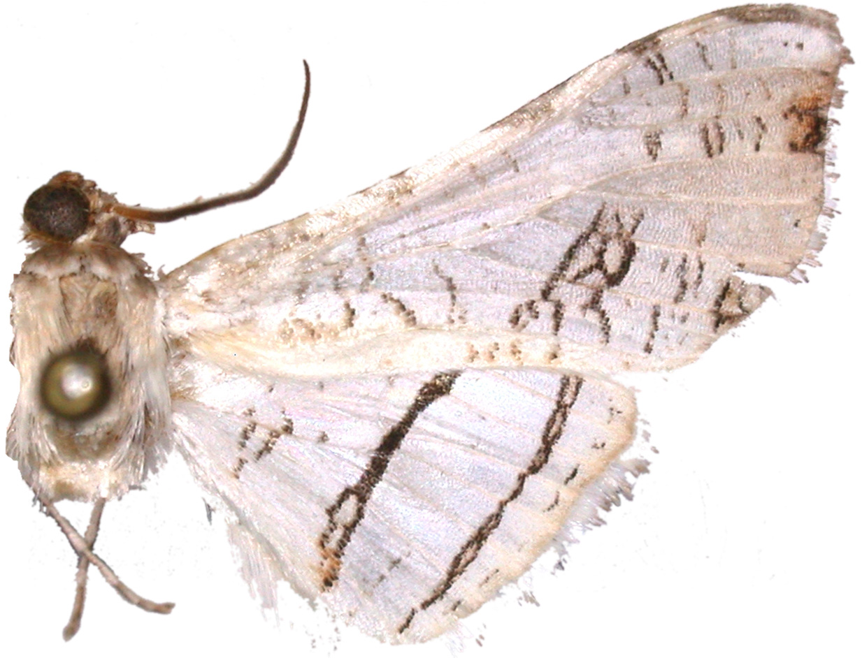 Herdonia pulchella Inoue