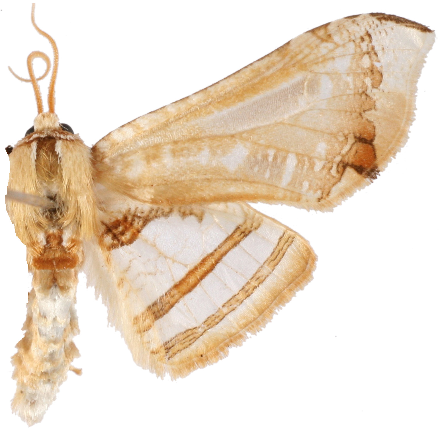 Herdonia sp. 1