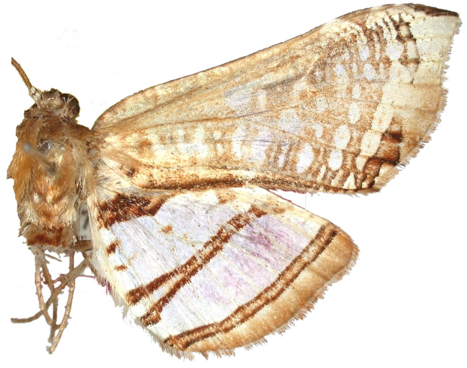 Herdonia striolata Inoue