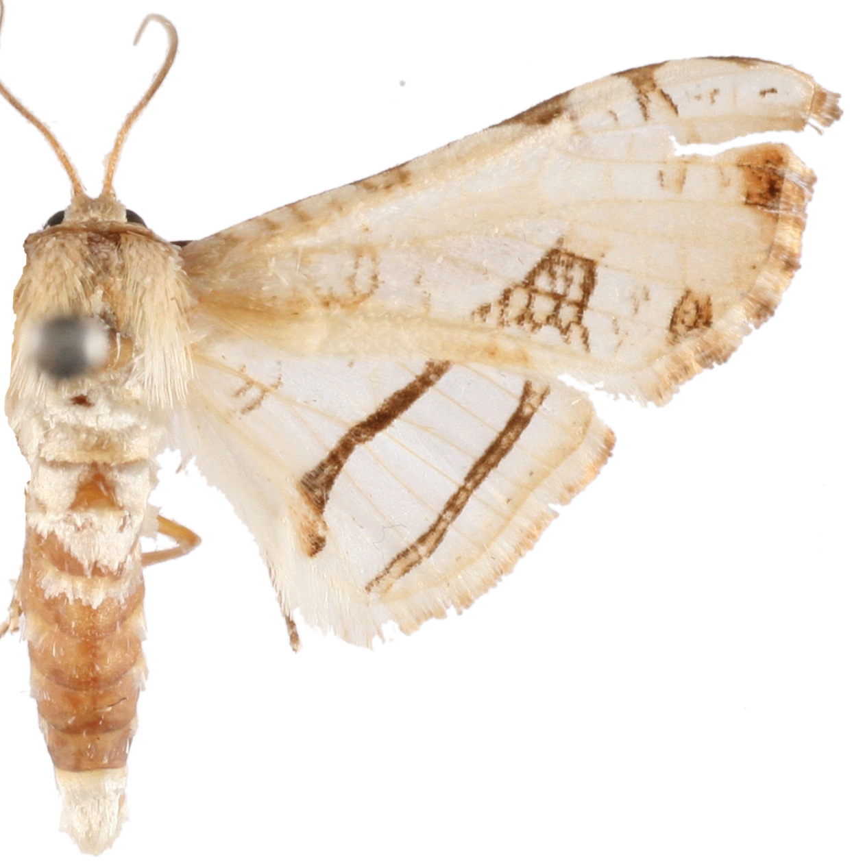 Herdonia subpulchella Inoue