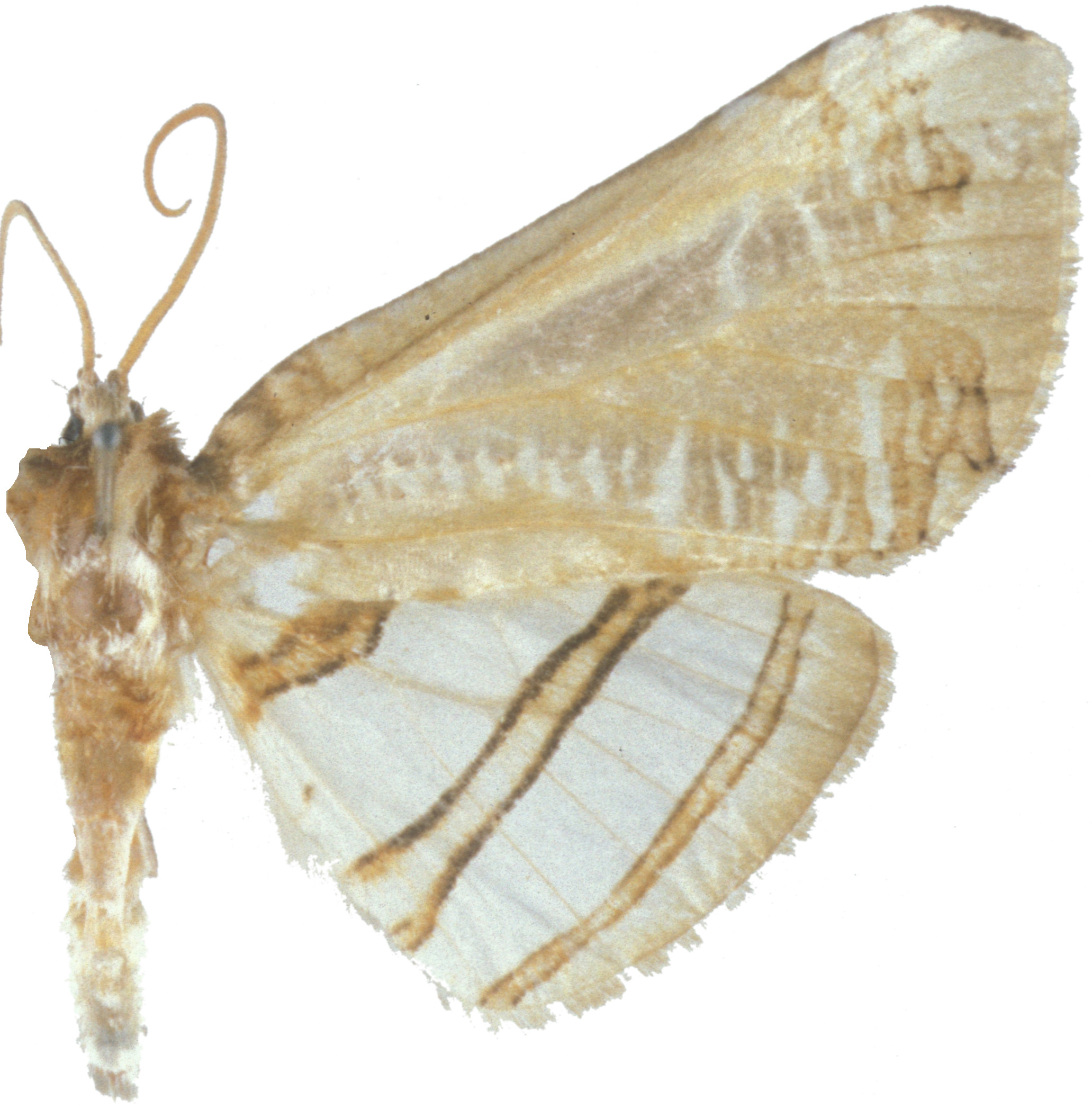 Herdonia sundana Inoue