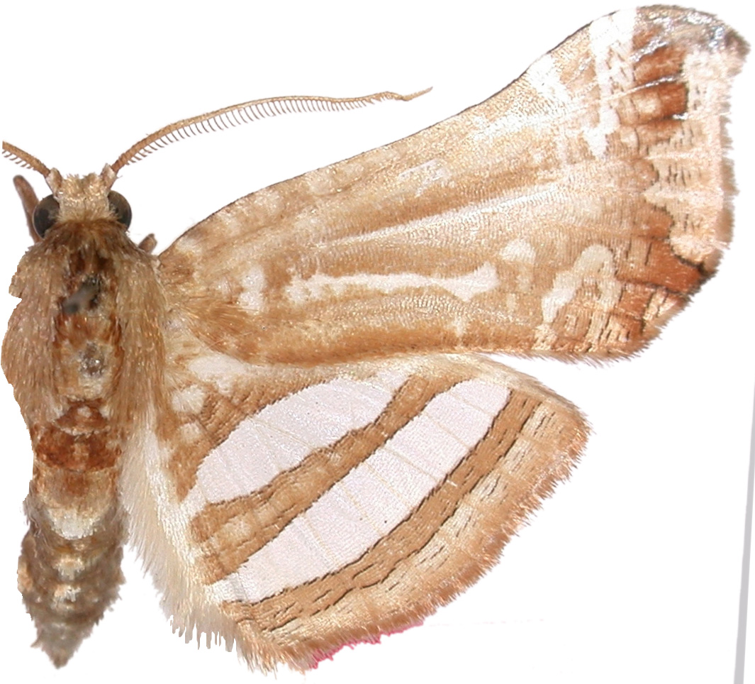 Herdonia thaiensis Inoue