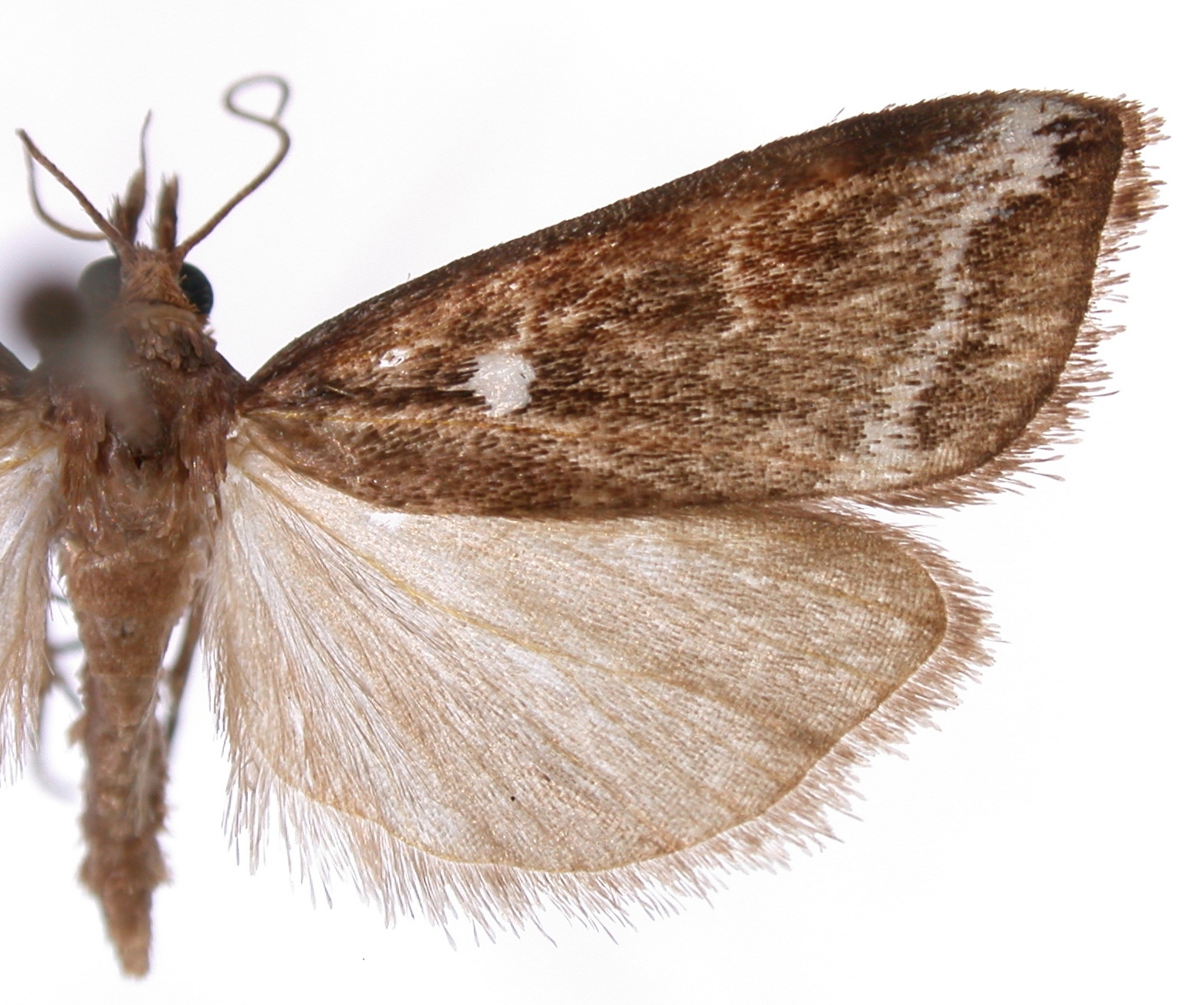 Hoploscopa albipuncta Léger & Nuss