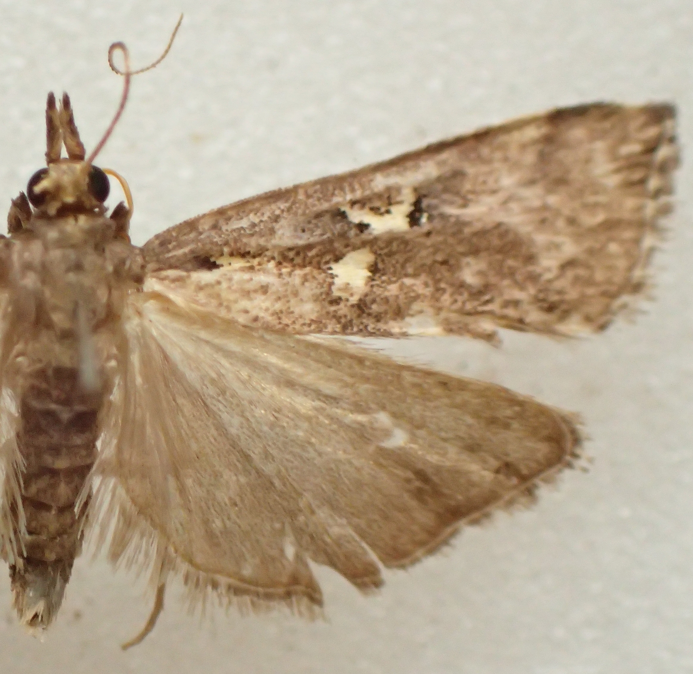 Hoploscopa parvimacula Léger & Nuss