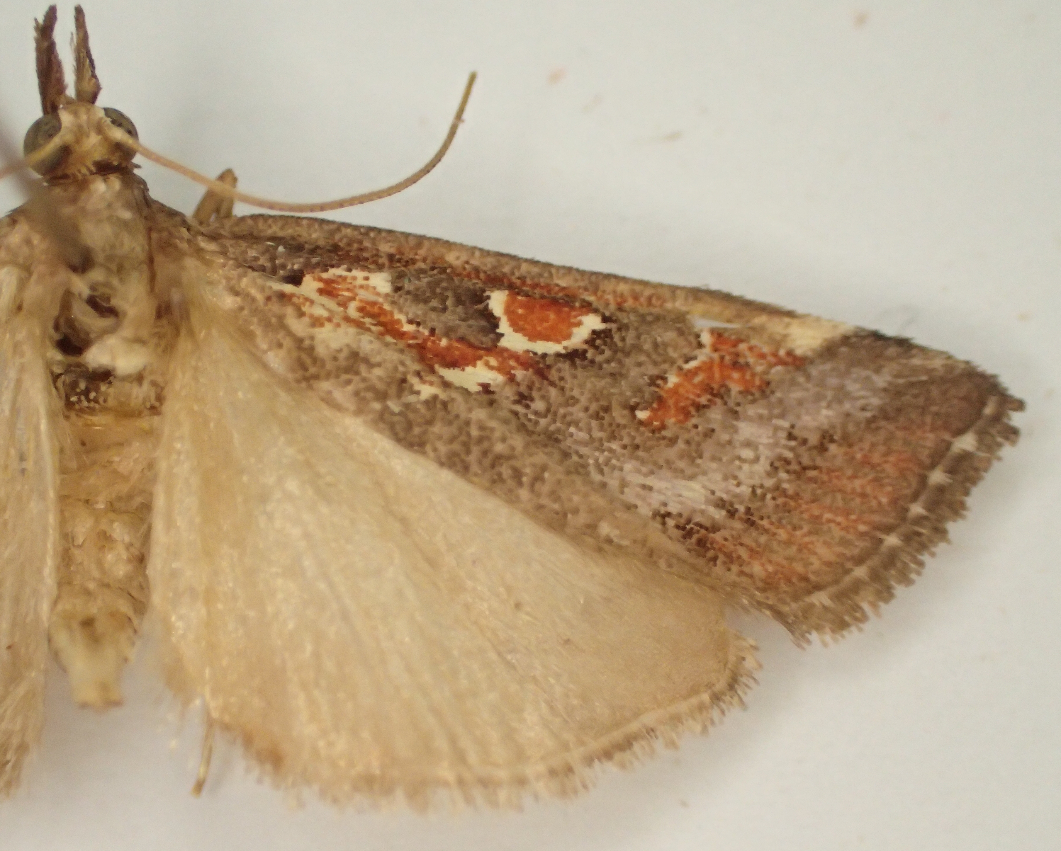 Hoploscopa cynodonta Léger & Nuss