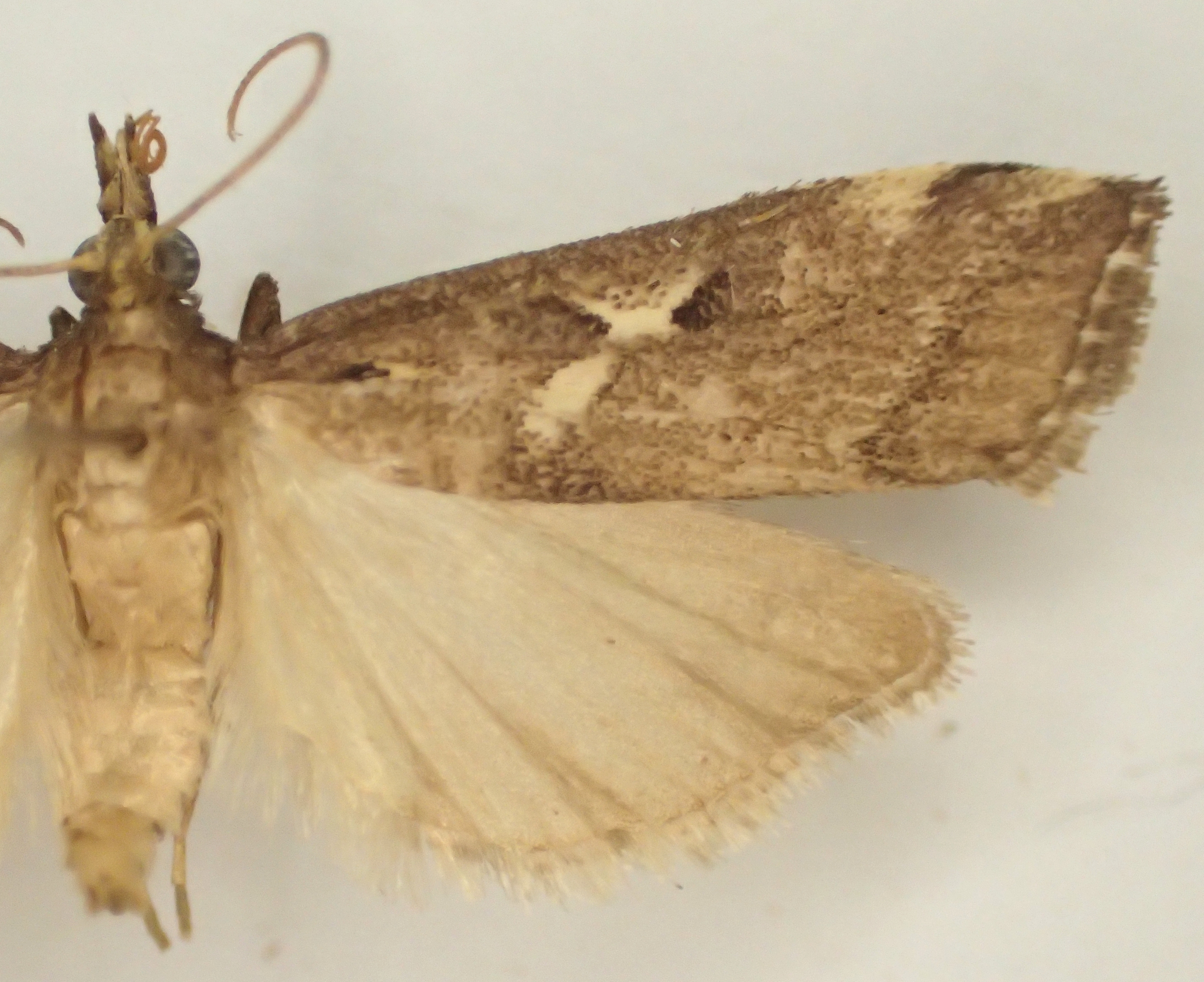 Hoploscopa kinabaluensis Léger & Nuss