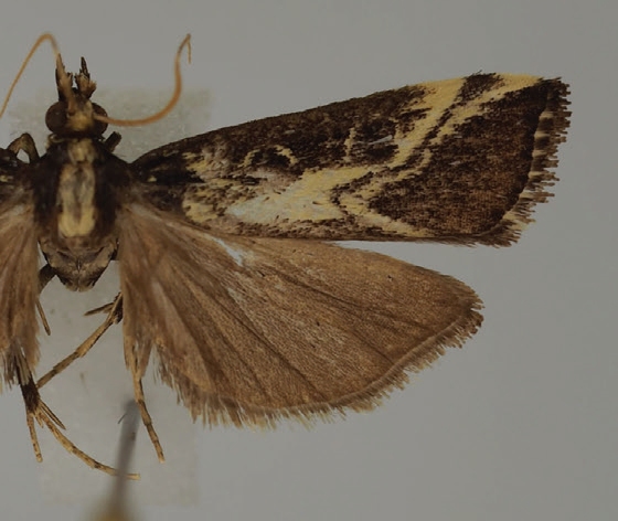 Hoploscopa matheae Léger & Nuss