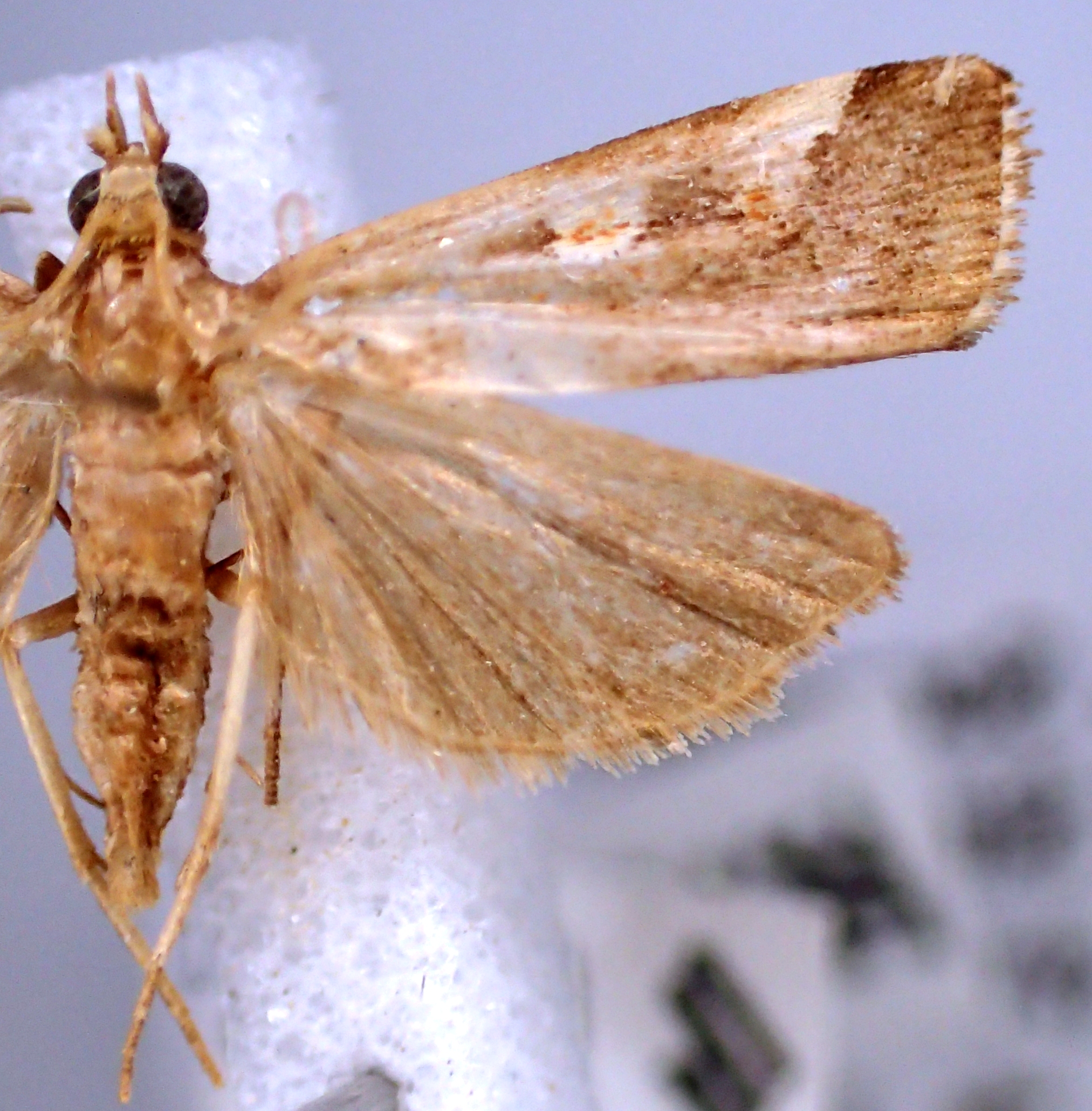 Hoploscopa sp. 4