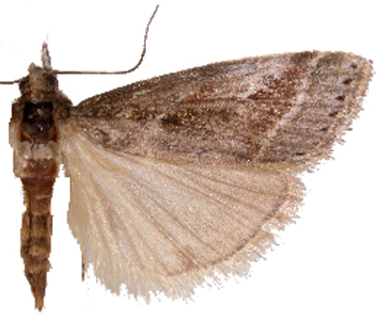 Hoploscopa sp. 1