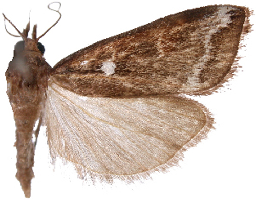 Hoploscopa sp. 2