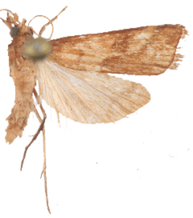 Hoploscopa sp. 3