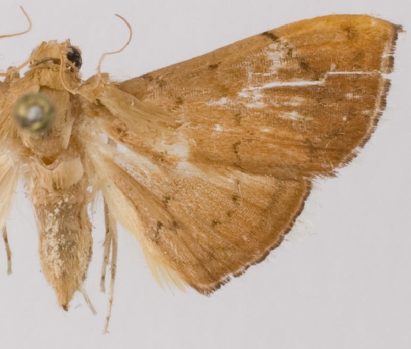 Hyalobathra coenostolalis Snellen