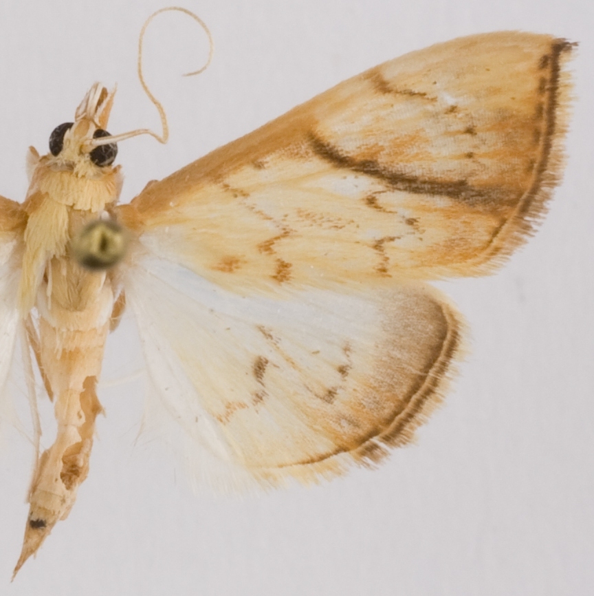 Hyalobathra obliquata Moore