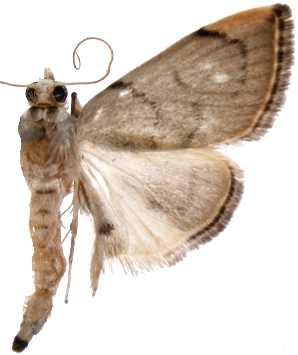 Hyalobathra sp. 1