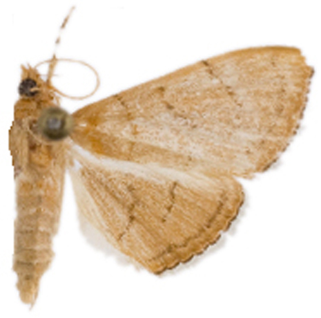 Hyalobathra sp. 2