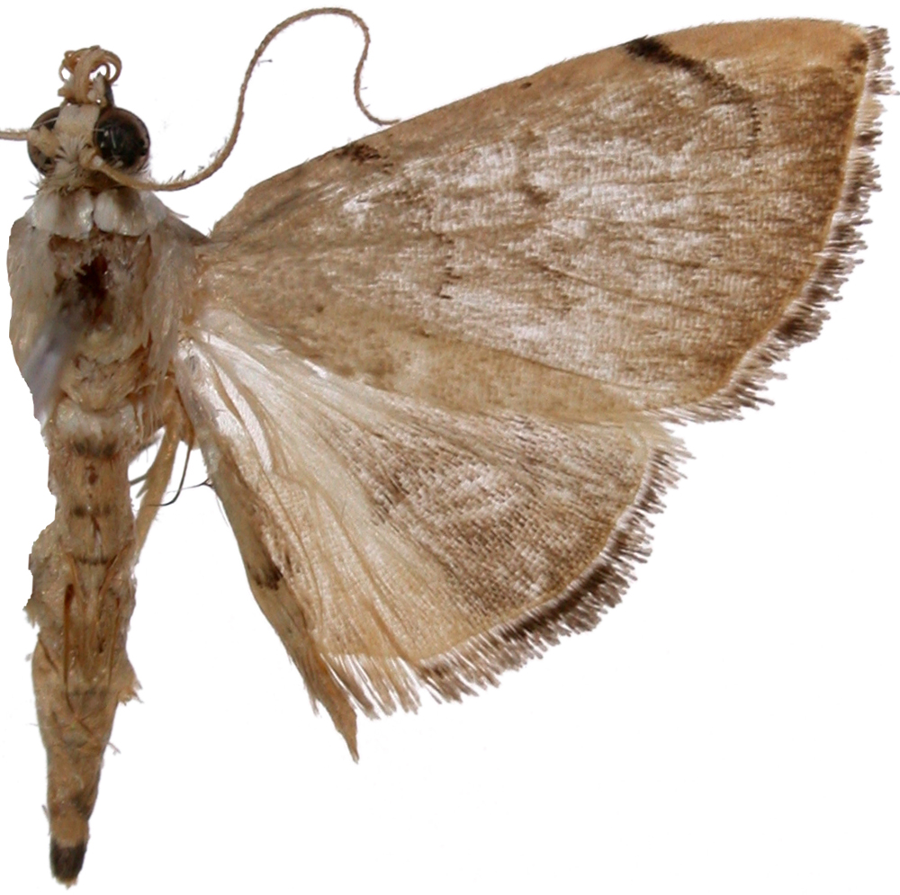 Hyalobathra sp. 3