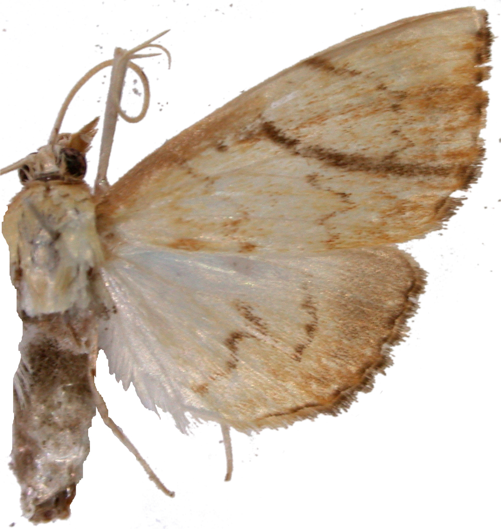 "Hyalobathra" sp. 4
