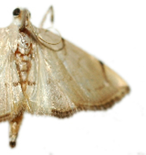 Hyalobathra sp. 5