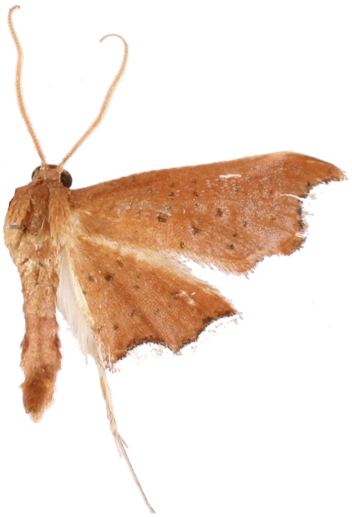 Hypolamprus angulalis Moore