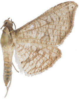 Hypolamprus bastialis Walker