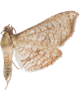 Hypolamprus bastialis Walker specimen plate