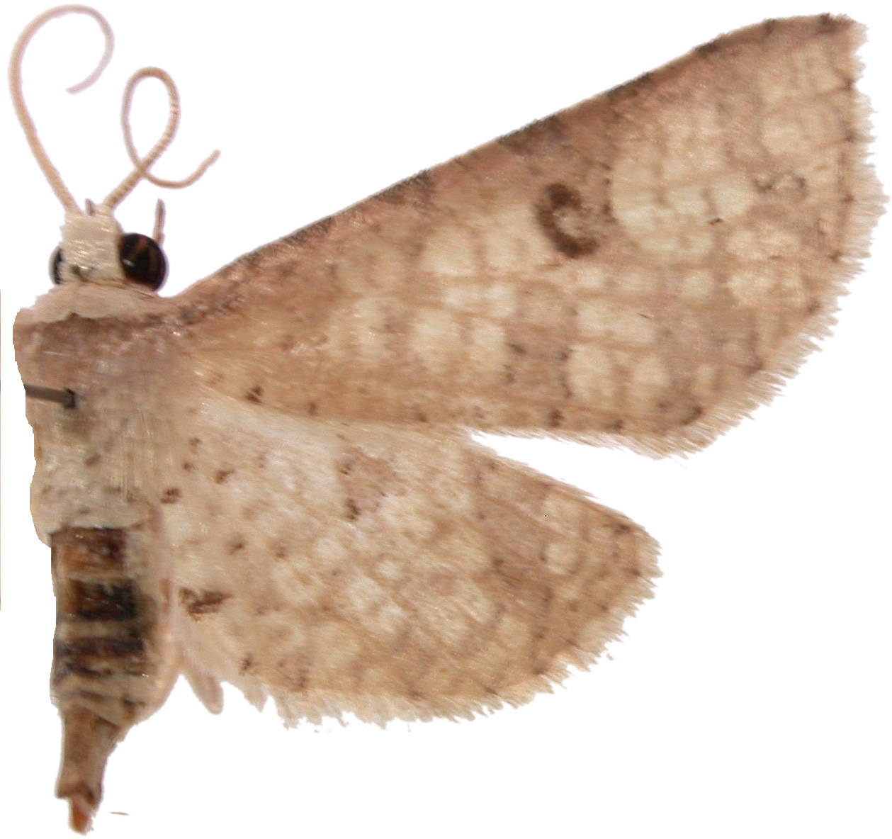 Hypolamprus bipunctatus Warren