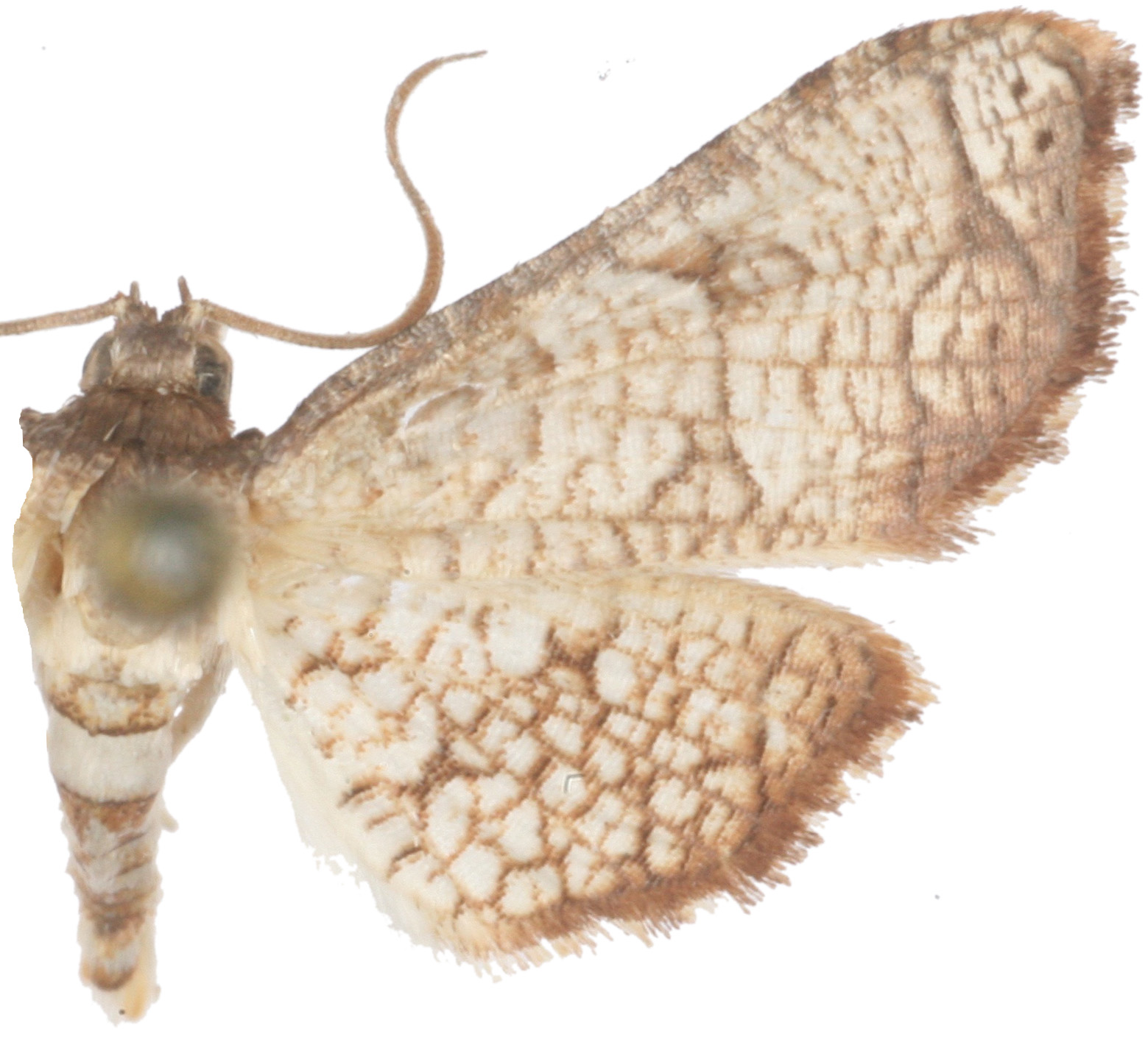 Hypolamprus bracteata Hampson