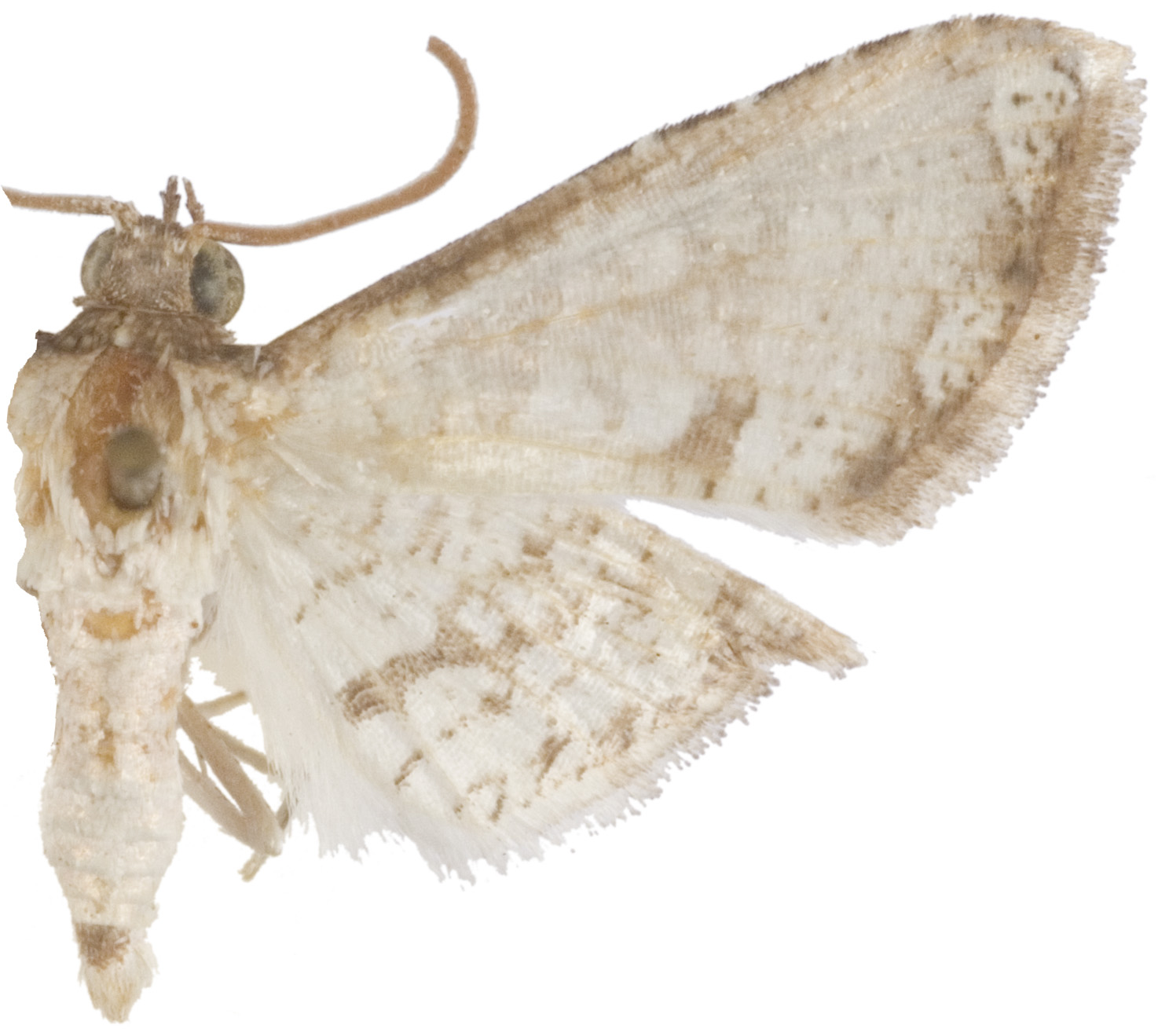 Hypolamprus chrysothalama Meyrick