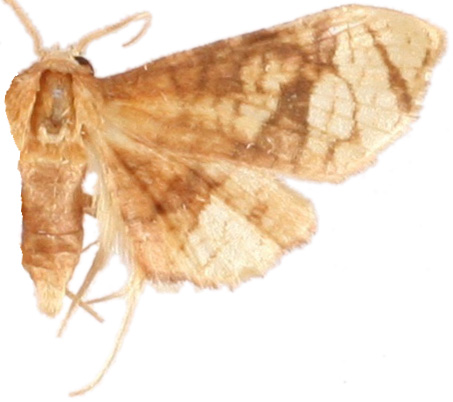 Hypolamprus emblicalis Moore