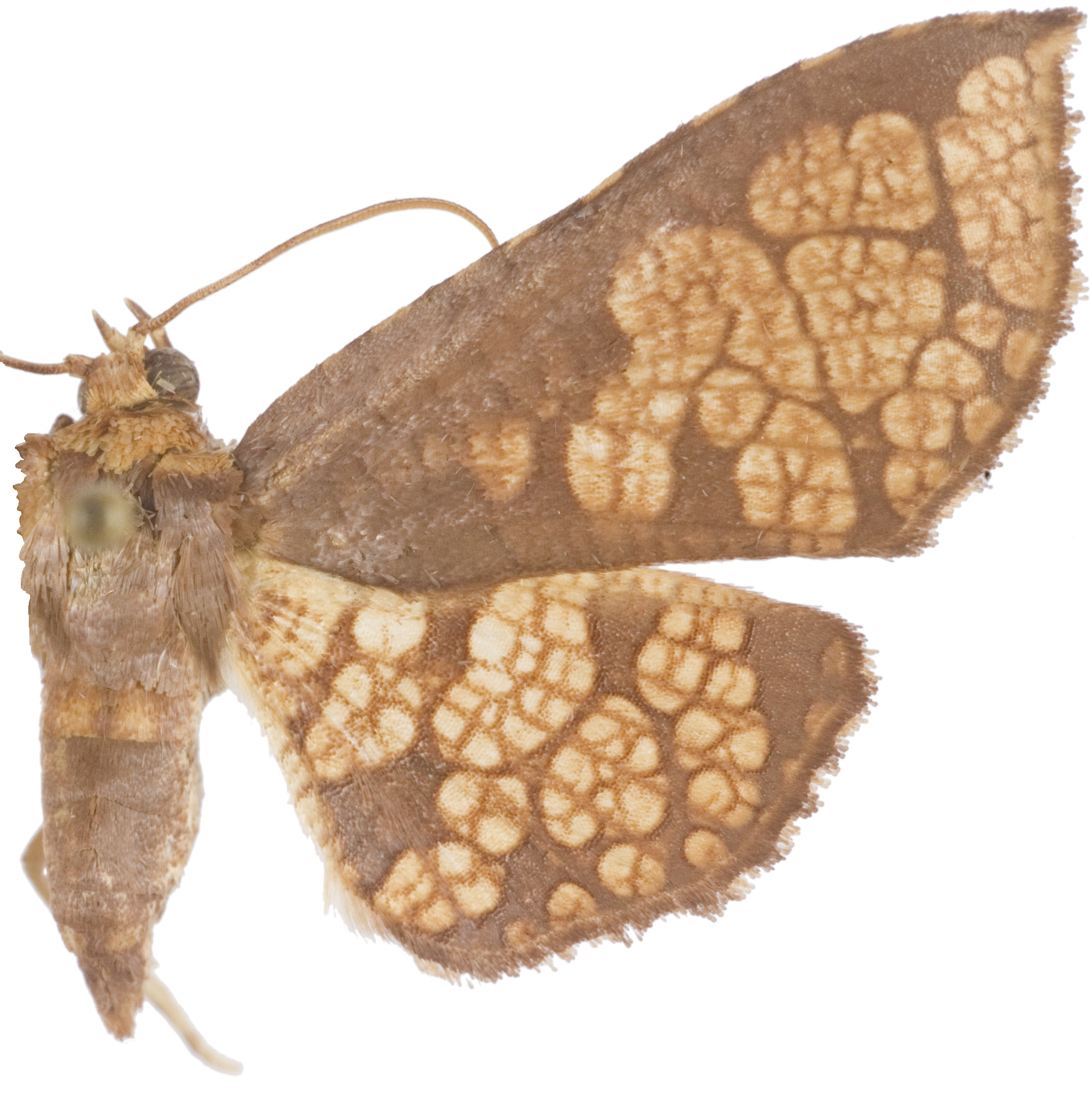 Hypolamprus illustrata Warren