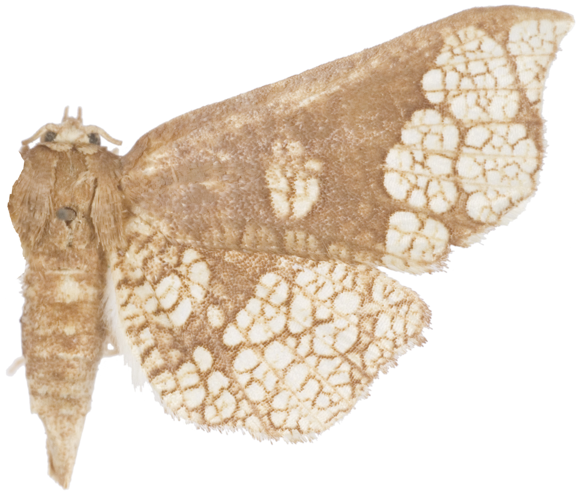 Hypolamprus ocellipennis Warren