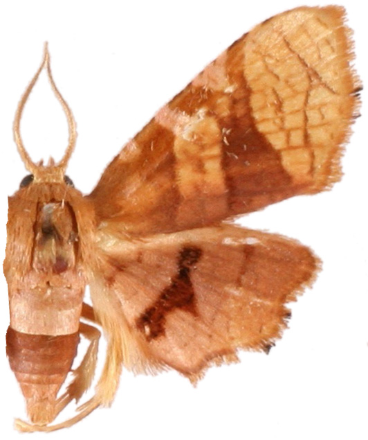 Hypolamprus ornata van Eecke