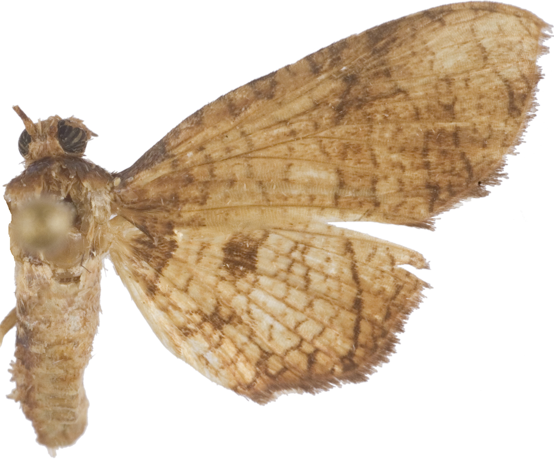 Hypolamprus sp. 1