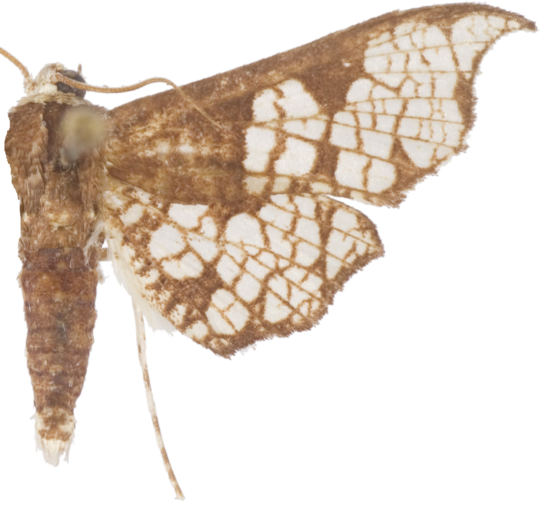Hypolamprus sp. 20